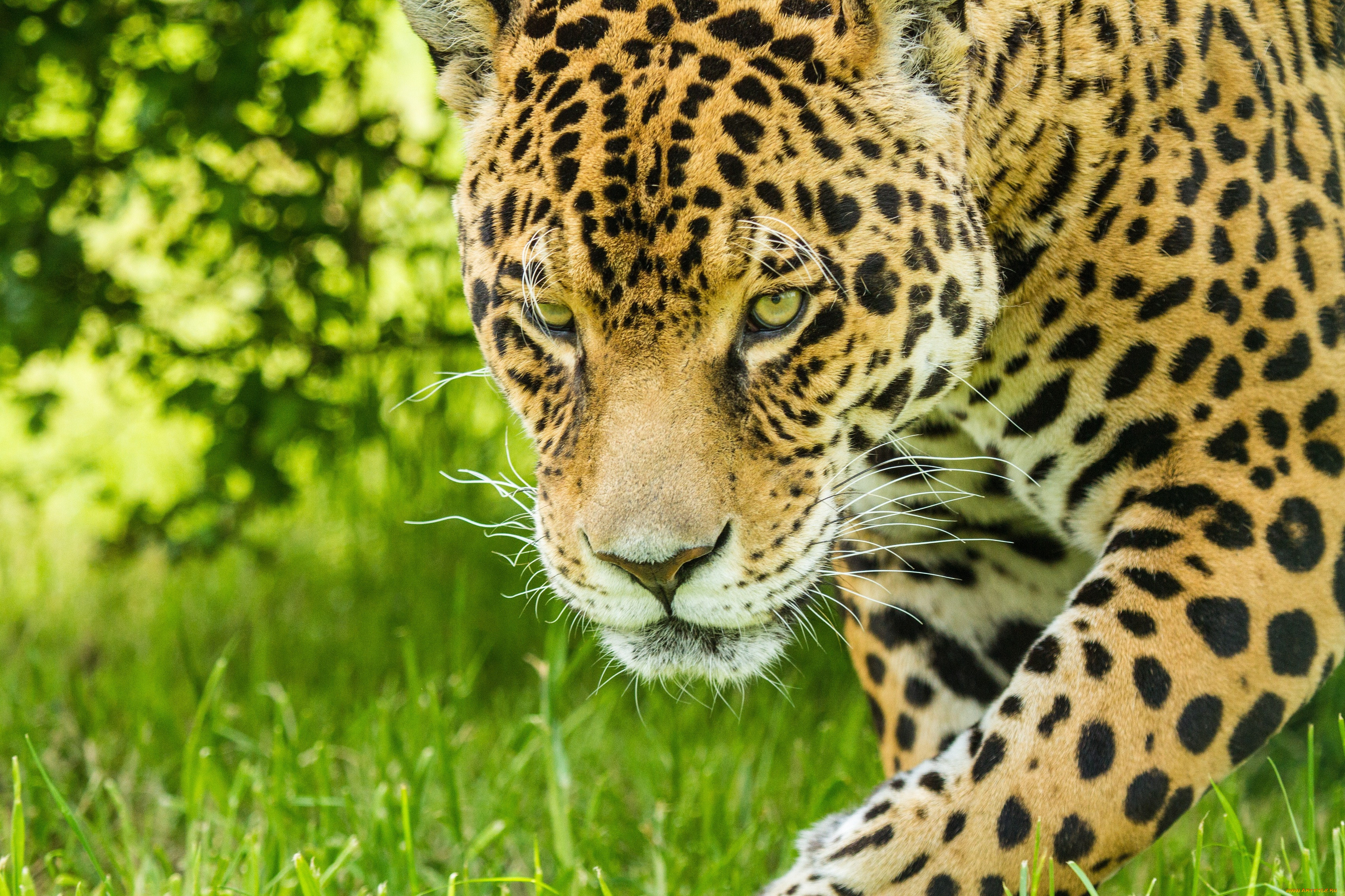 5 любых картинок. Ягуар и леопард. Ягуар животное. Обои животные. Красивые картинки с животными.